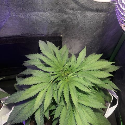 Northern #2 growlog timeline photo