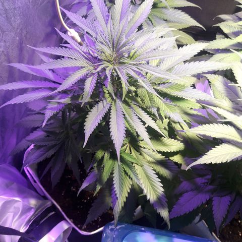Orange #1 growlog timeline photo