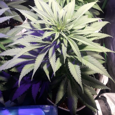Orange #2 growlog timeline photo