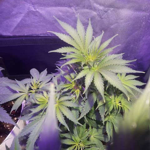 Northern #2 growlog photo: Imagenes despues de aplicada la defoliación.
