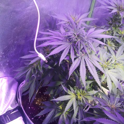 Northern #2 growlog photo: Imagenes despues de aplicada la defoliación.