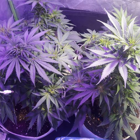 Northern #2 growlog photo: Imagenes despues de aplicada la defoliación.