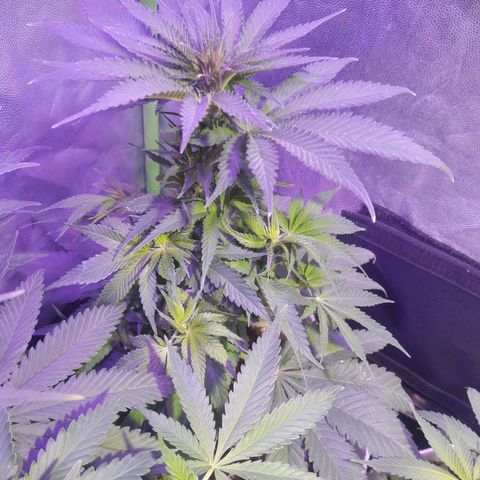 Northern #2 growlog photo: Imagenes despues de aplicada la defoliación.