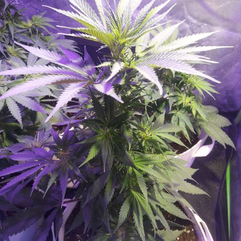 Northern #2 growlog photo: Imagenes despues de aplicada la defoliación.