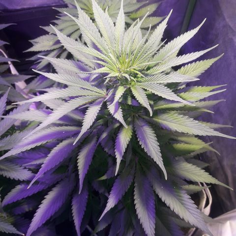 Orange #2 growlog photo: 55 días desde la germinación.
6 días desde el inicio de la floración.