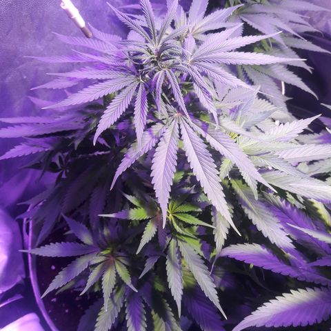 Orange #1 growlog photo: 55 días desde la germinación.
6 días desde el inicio de la floración.
