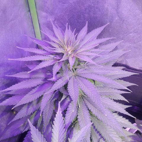 Northern #1 growlog photo: 55 días desde la germinación.
6 días desde el inicio de la floración.