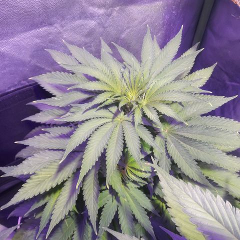 Northern #2 growlog photo: 55 días desde la germinación.
6 días desde el inicio de la floración.