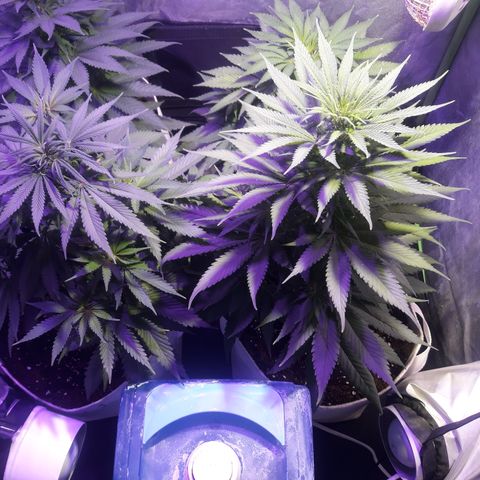 Northern #2 growlog photo: 55 días desde la germinación.
6 días desde el inicio de la floración.