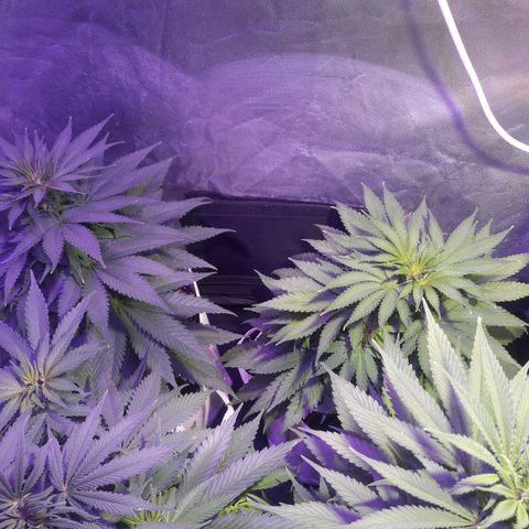 Northern #2 growlog photo: 55 días desde la germinación.
6 días desde el inicio de la floración.