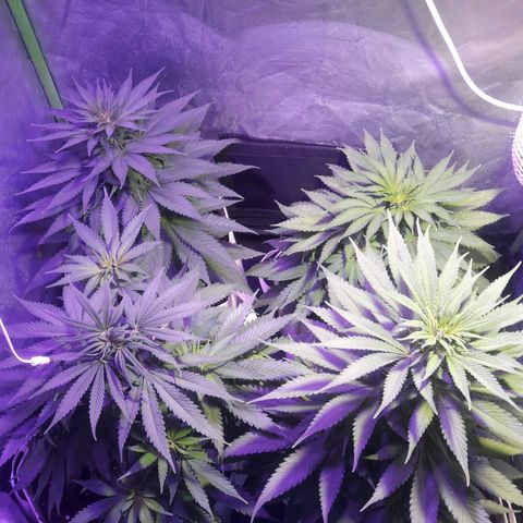 Northern #2 growlog photo: 55 días desde la germinación.
6 días desde el inicio de la floración.