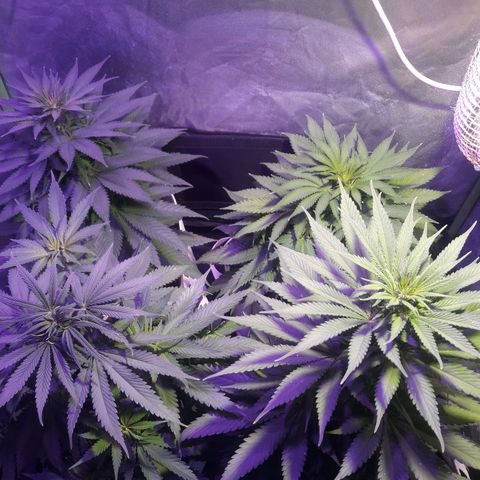 Northern #2 growlog photo: 55 días desde la germinación.
6 días desde el inicio de la floración.