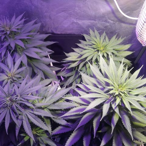 Northern #2 growlog photo: 55 días desde la germinación.
6 días desde el inicio de la floración.