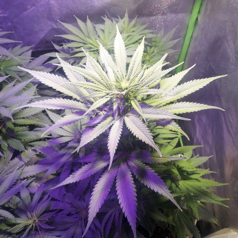 Orange #2 growlog photo: 60 dias desde la germinación.
10 dias de floración.