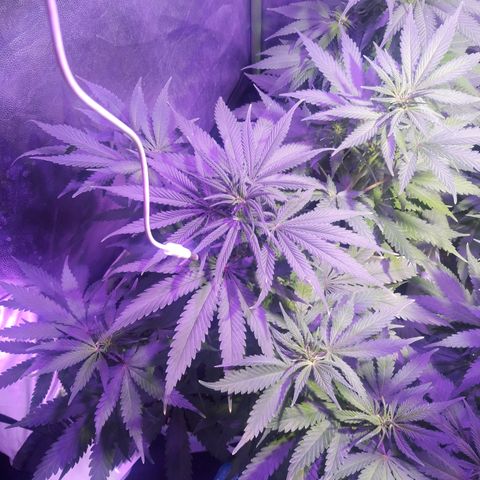 Orange #1 growlog photo: 60 dias desde la germinación.
10 dias de floración.