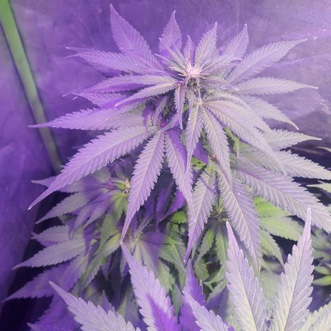 Northern #1 growlog photo: 60 dias desde la germinación.
10 dias de floración.