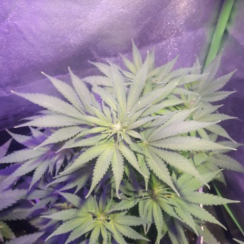Northern #2 growlog photo: 60 dias desde la germinación.
10 dias de floración.