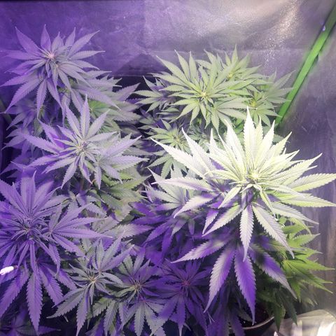 Northern #2 growlog photo: 60 dias desde la germinación.
10 dias de floración.