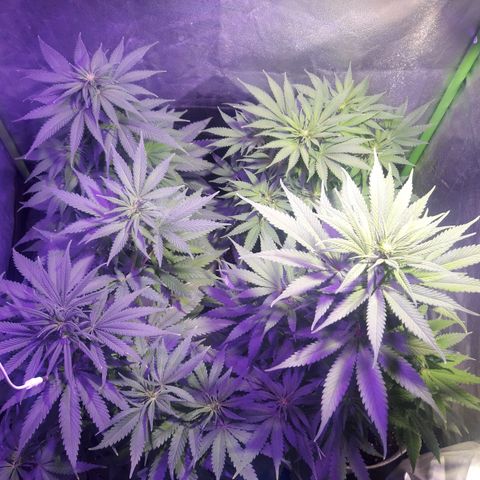 Northern #2 growlog photo: 60 dias desde la germinación.
10 dias de floración.