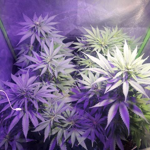 Northern #2 growlog photo: 60 dias desde la germinación.
10 dias de floración.