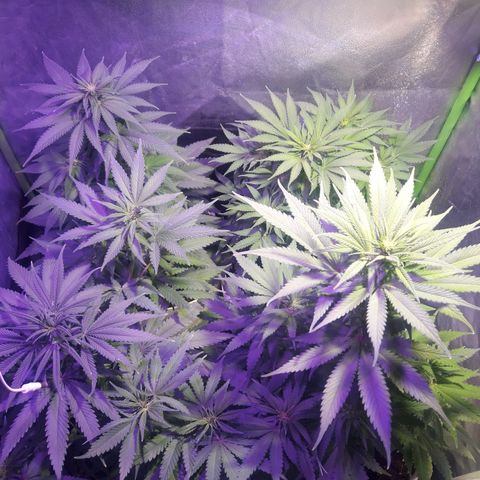 Northern #2 growlog photo: 60 dias desde la germinación.
10 dias de floración.