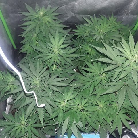 Northern #2 growlog photo: 60 dias desde la germinación.
10 dias de floración.