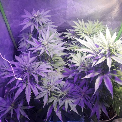 Northern #2 growlog photo: 60 dias desde la germinación.
10 dias de floración.