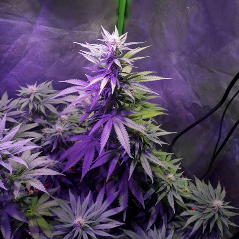 CO growlog timeline photo