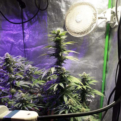 CO growlog timeline photo
