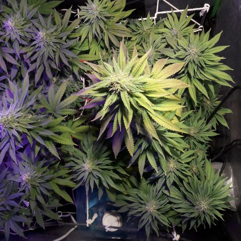 CO growlog timeline photo