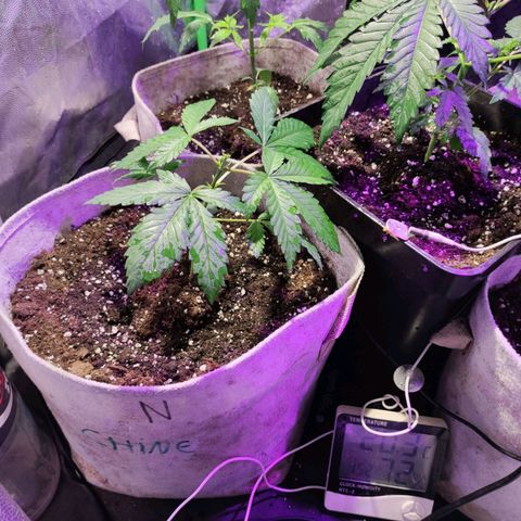 Chine one growlog timeline photo
