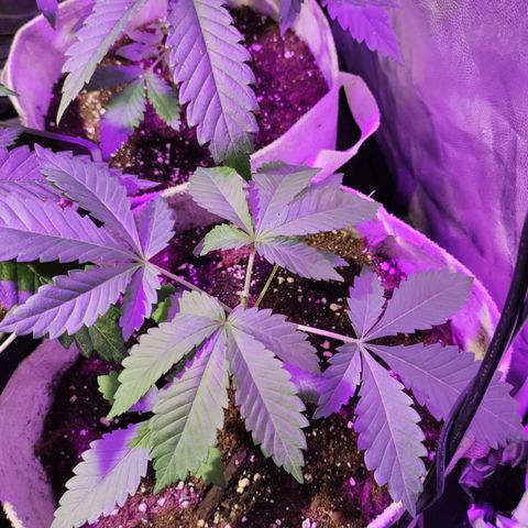 Gelato II growlog timeline photo