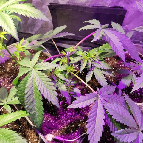 T growlog timeline photo