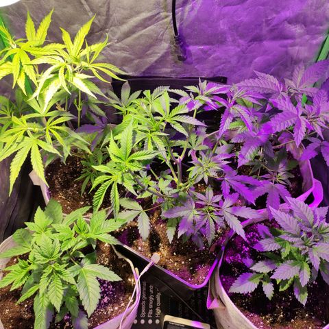 Chine one growlog timeline photo