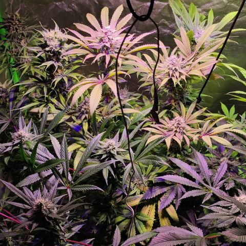 Chine one growlog photo: Inicio semana 7.
