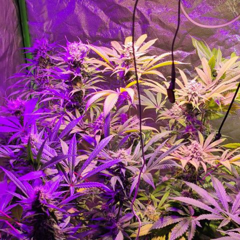 Chine one growlog photo: Inicio semana 7.