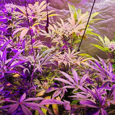 Chine one growlog photo: Inicio semana 7.