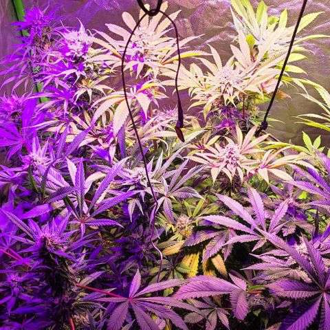 Chine one growlog photo: Inicio semana 7.