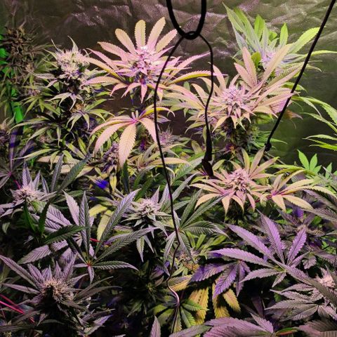 Chine one growlog photo: Inicio semana 7.