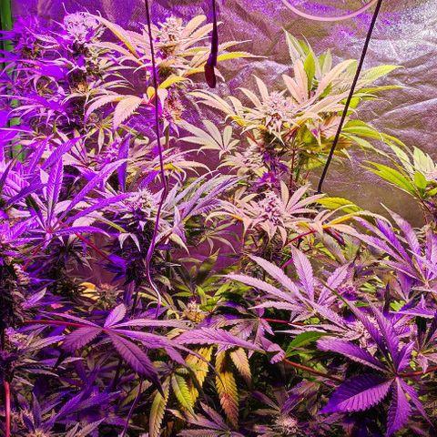 Chine one growlog photo: Inicio semana 7.