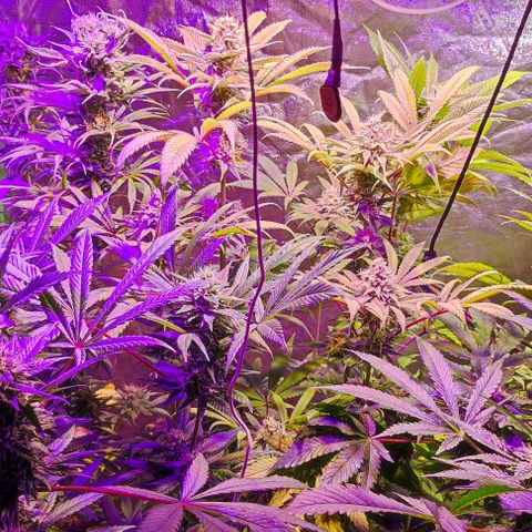Chine one growlog photo: Inicio semana 7.