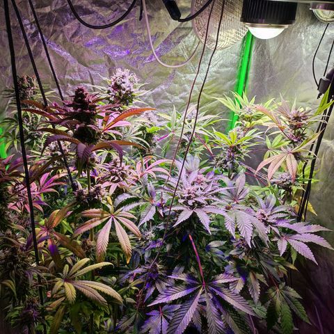 Chine one growlog photo: 60 días de floración.
Van 3 riegos de lavado de raíces. 
