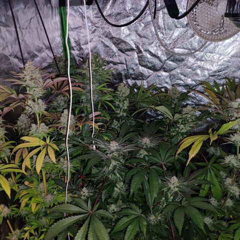 Chine one growlog photo: 60 días de floración.
Van 3 riegos de lavado de raíces. 
