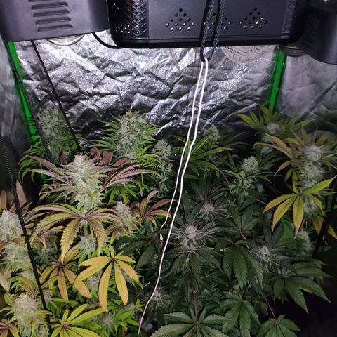 Chine one growlog photo: 60 días de floración.
Van 3 riegos de lavado de raíces. 