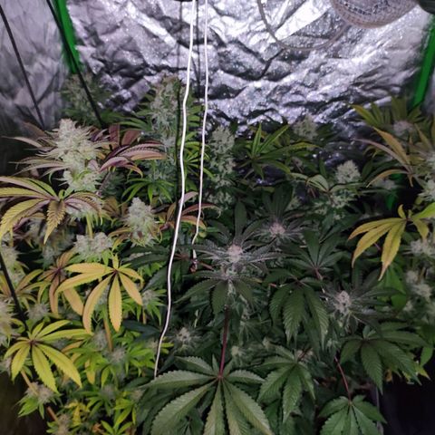 Chine one growlog photo: 60 días de floración.
Van 3 riegos de lavado de raíces. 
