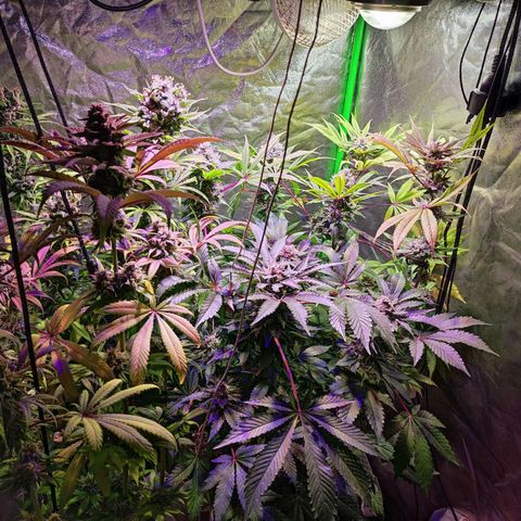 Chine one growlog photo: 60 días de floración.
Van 3 riegos de lavado de raíces. 