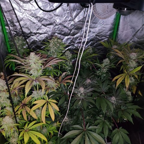 Chine one growlog photo: 60 días de floración.
Van 3 riegos de lavado de raíces. 