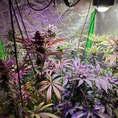 Chine one growlog photo: 60 días de floración.
Van 3 riegos de lavado de raíces. 