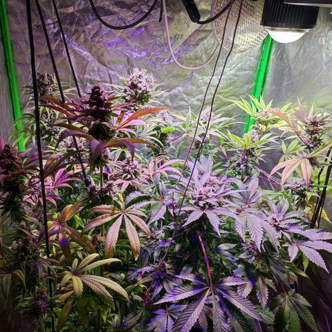 Chine one growlog photo: 60 días de floración.
Van 3 riegos de lavado de raíces. 