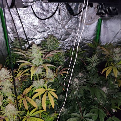 Chine one growlog photo: 60 días de floración.
Van 3 riegos de lavado de raíces. 
